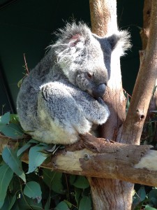 Australien Zoo-027